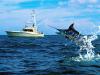 The Great Catch